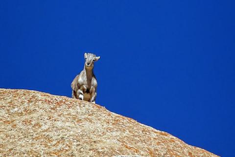 Chèvre en haut montagne